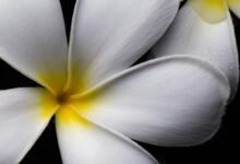 exploring drawing a flower