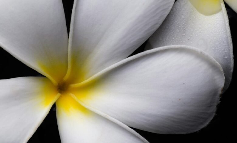 flor and azafran details