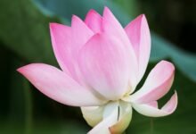 htfenum overview explained clearly