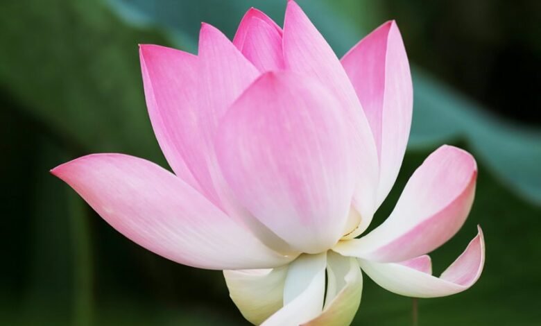 htfenum overview explained clearly