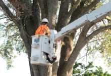 Protect and Beautify: Essential Services Every Outdoor Space Needs