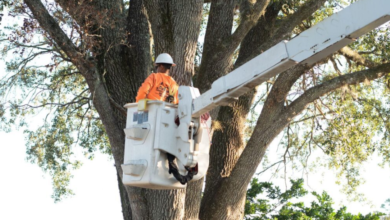 Protect and Beautify: Essential Services Every Outdoor Space Needs