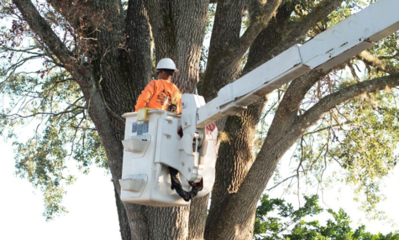 Protect and Beautify: Essential Services Every Outdoor Space Needs